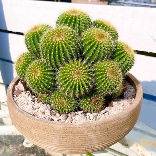 多头仙人球金冠群生多肉植物网红盆栽开黄花室内阳台庭院景观好养