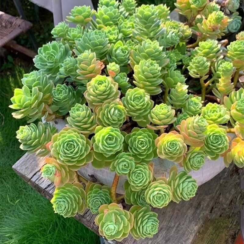 绿蔷薇多肉植物大老桩悬崖群生妖桩唯美造型好养阳台楼顶绿植盆栽