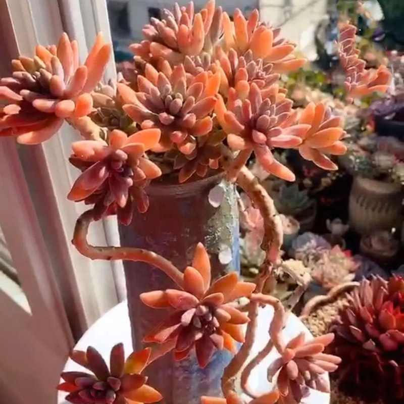 秋丽老桩悬崖多肉植物群生肉肉绿植花卉大颗好养阳台庭院盆栽包邮