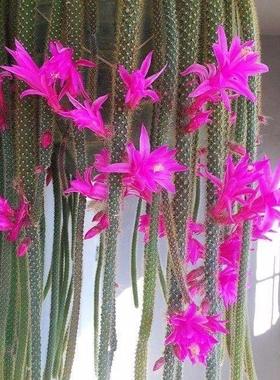 鼠尾令箭荷花仙人掌盆栽嫁接扦插枝条室内阳台好养多肉植物开花