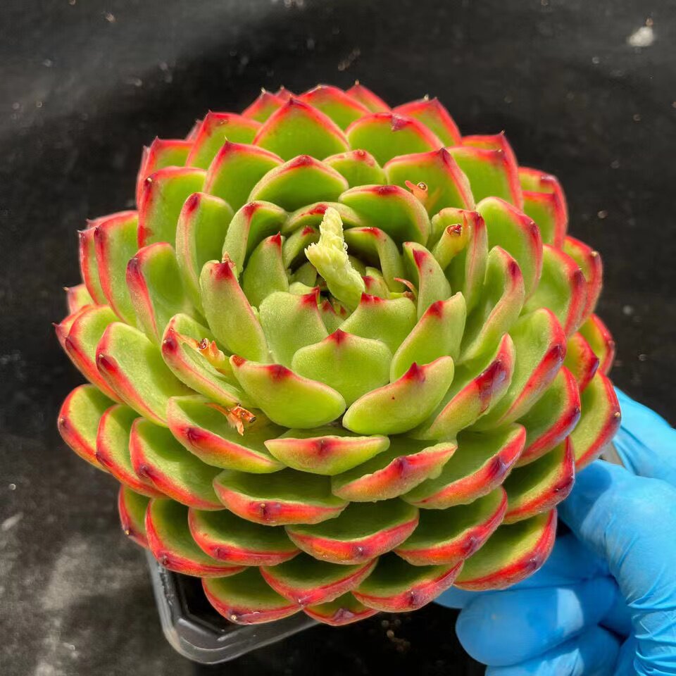 月亮石多肉植物 群生单头控型多头大棵好养精品纯露养进品贵货优