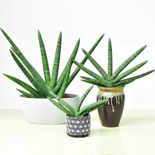 佛手虎皮兰棒叶招财新手好养办公室内阳台多肉植物花卉盆栽佛前香