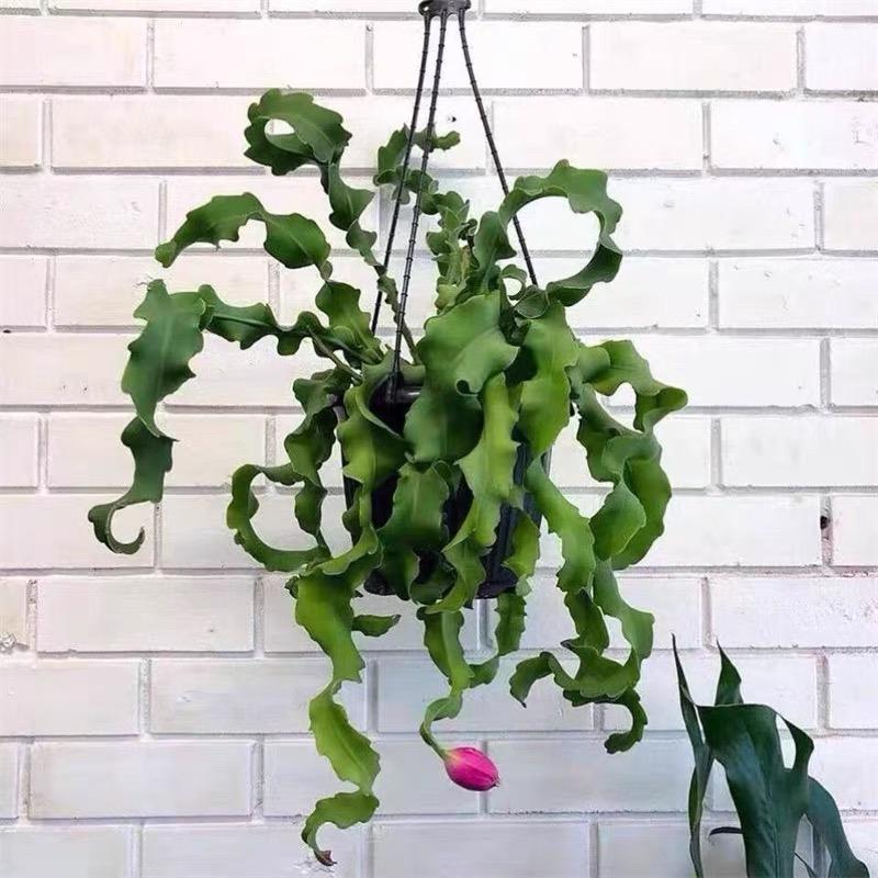 卷叶昙花植物卷卷昙花根系小苗