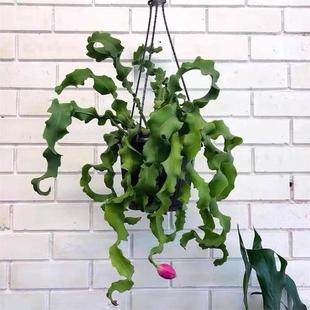 卷叶昙花网红稀有盆栽观叶植物奇特观赏垂吊绿植室内阳台开花结果