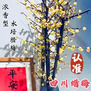 重庆腊梅枝鲜切花四川腊梅花苞浓香素心水培精品年宵花卉客厅摆设
