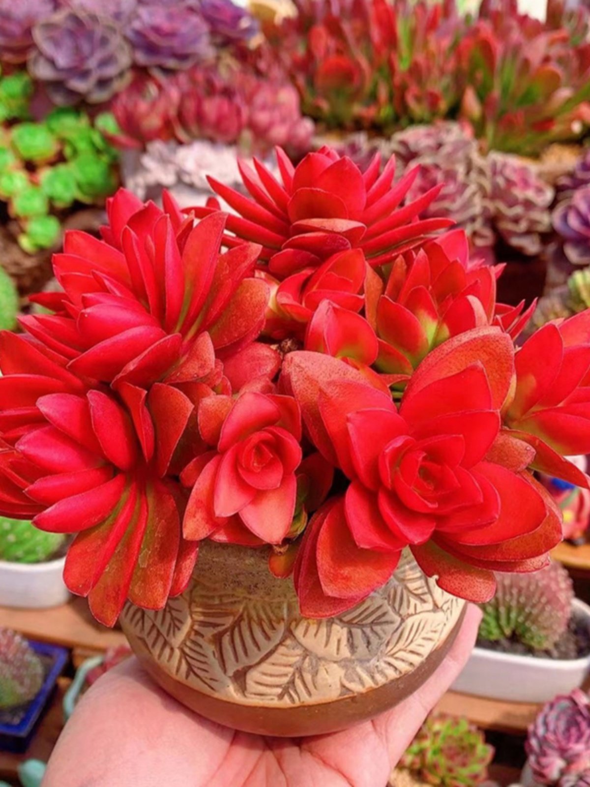 玫瑰火祭多肉植物大红色火炬老桩群生室内阳台庭院好养绿植花卉