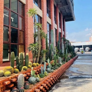 仙人掌植物龙舌兰组合造景大型沙生绿植花境网红阳台庭阳花箱盆栽