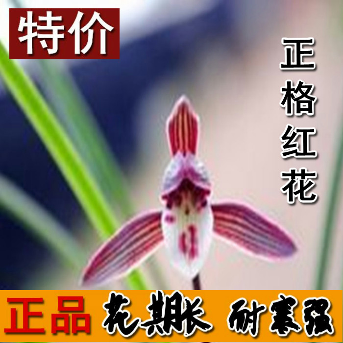 绿植浓香型盆栽美观兰花清仓价