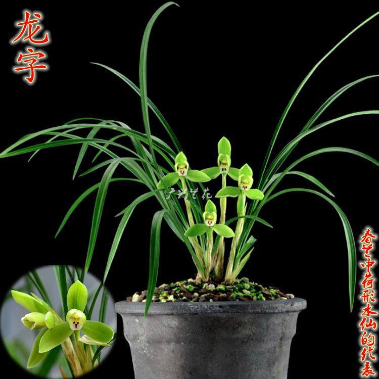 春兰花 龙字 老八种之一荷形水仙原生浓香室内盆栽花卉冬春带花苞