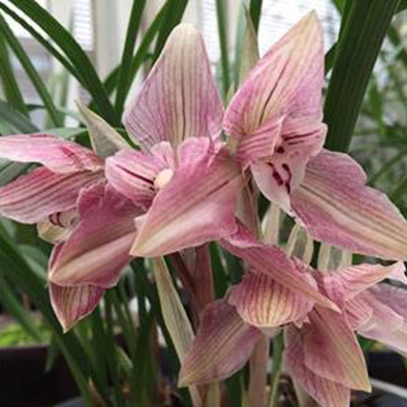 花期带花苞兰花苗盆栽好发货 春兰余江蝉 漏风漏雨自然栽培苗