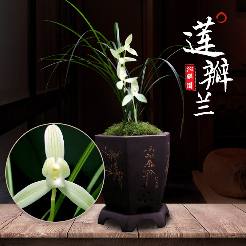 世界上特香莲瓣兰莲瓣素稀有珍贵兰花苗带花苞植物客厅办公司盆景