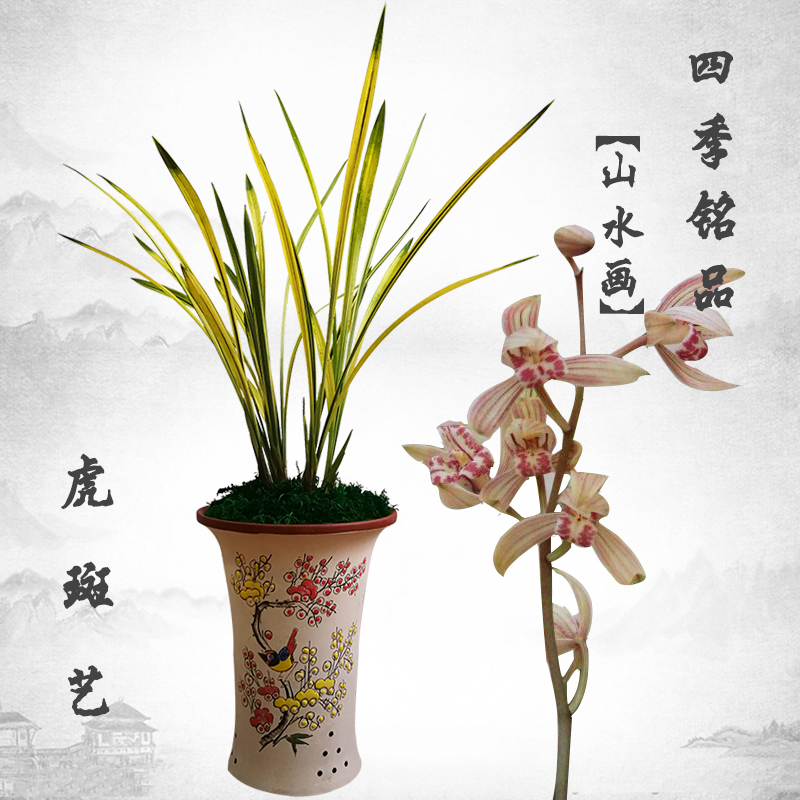兰花苗建兰四季兰山水画虎斑艺缟艺易开花浓香型花卉正品八宝奇珍
