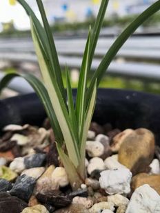 花期带花苞特香兰花精品春兰突变绿帽中透艺室内植物盆栽观花