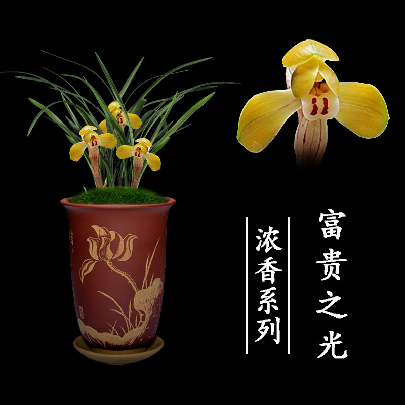 绿植盆栽名贵好养兰花苗