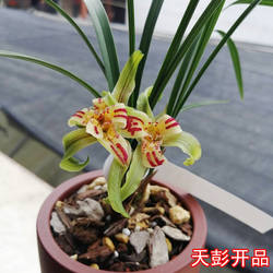 天彭牡丹春兰名贵浓香正品兰花苗不带花苞奇花老种奇花细叶盆栽