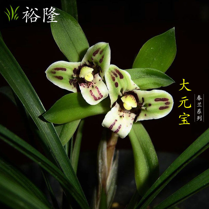花期带花苞清仓价铭品兰花 春兰大元宝冬春包邮绿植花卉盆栽