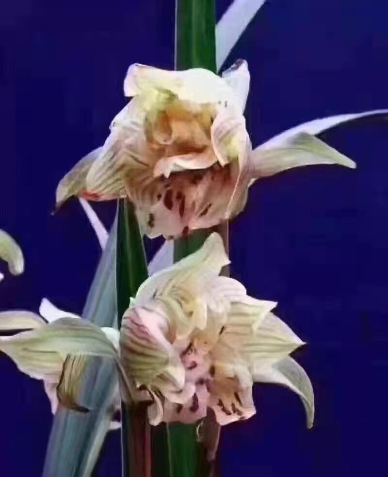 带花苞兰花春剑奇花名品奥迪牡丹五彩麒麟