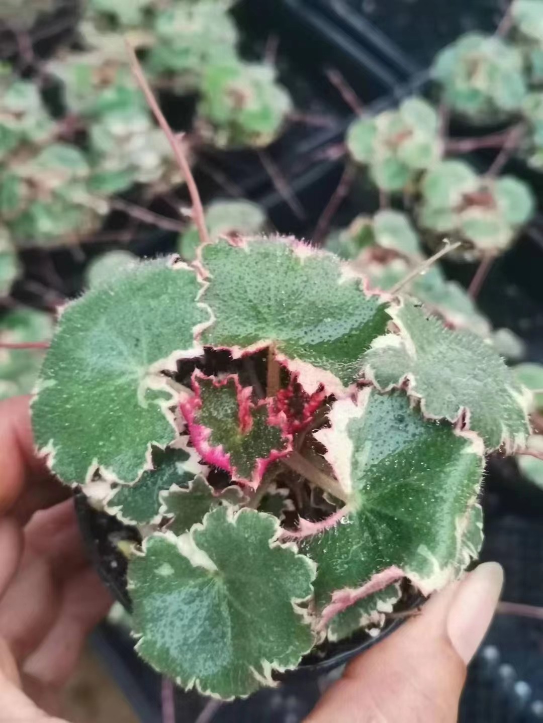 虎耳草小盆栽原盆发货特价促销