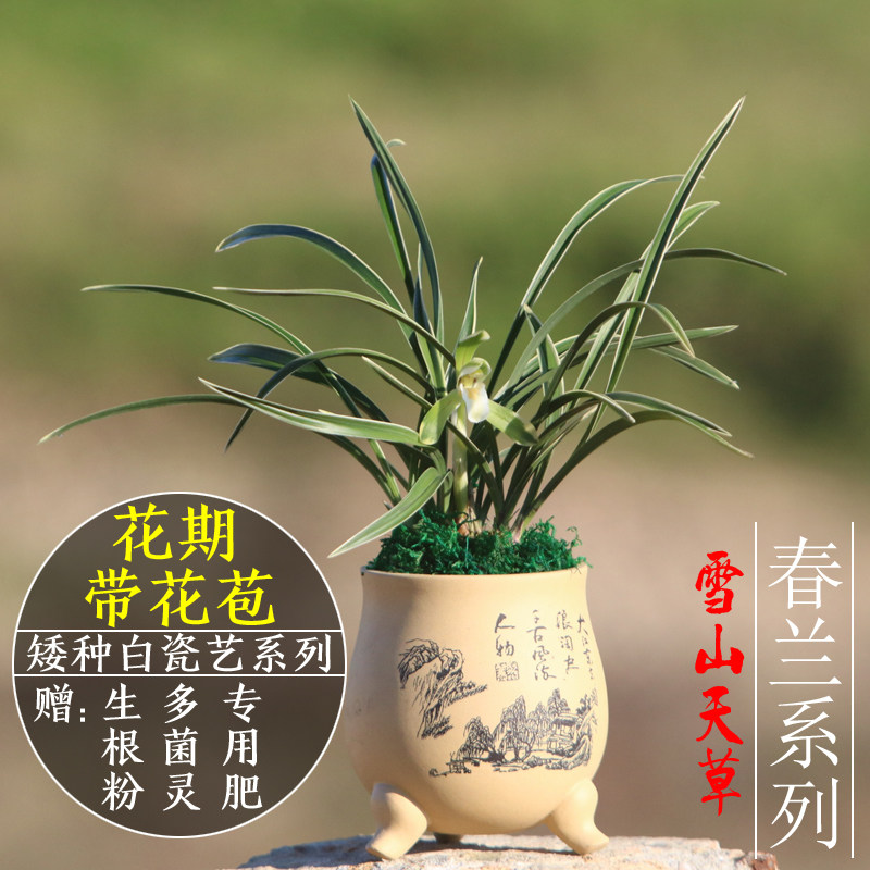 兰花苗春兰雪山天草浓香型花卉办公室内绿植易养活易开花