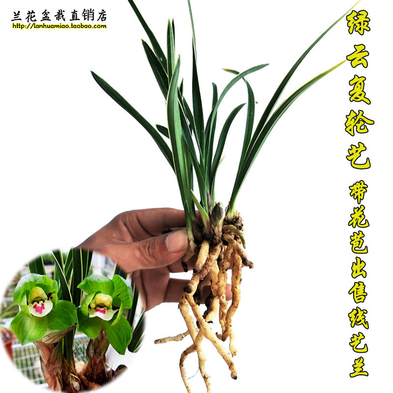 金边春兰奇种兰花苗 绿云复轮艺 荷瓣珍品冬带花苞出售花卉盆栽