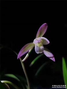精品兰花四季兰建兰色花~荷塘月色~花期带花苞