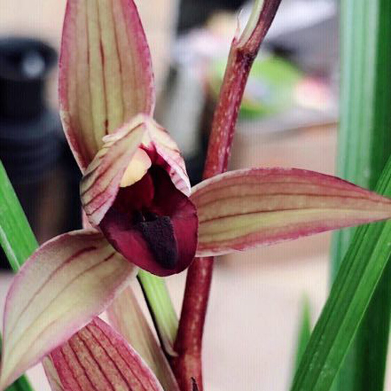 兰花苗阳台花卉盆栽春剑 红尊 漏风漏雨自然栽培美观室内观赏盆景