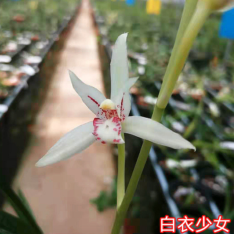 建兰白衣少女四季兰素白花秋冬带花苞名贵盆栽阳台草兰花苗