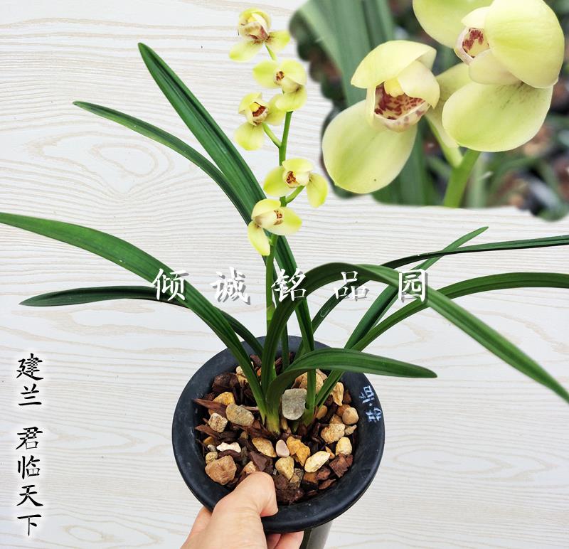 兰花苗 建兰四季兰铭品 君临 君林天下 150/苗