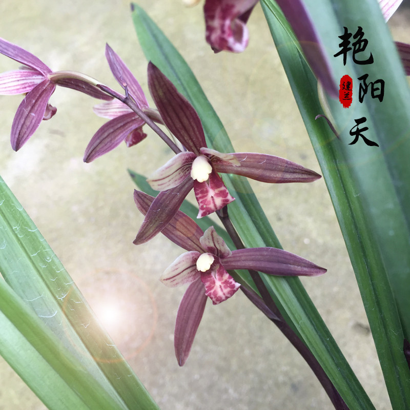 浓香型兰花苗 艳阳天 建兰四季兰红花喜庆花客厅阳台绿植盆栽花卉