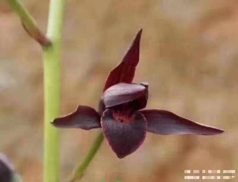稀有墨兰 冷血 兰花墨兰色花 中华墨宝 紫黑花名贵兰花苗
