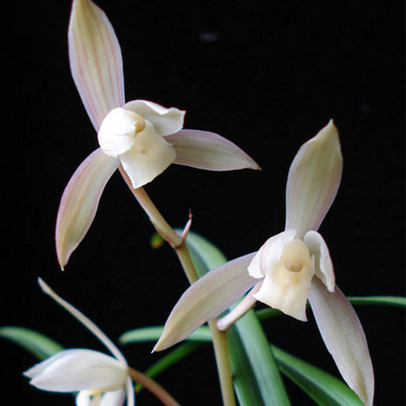 兰花 【玉芙蓉】建兰四季兰名贵稀有兰花盆栽浓香色花好养型