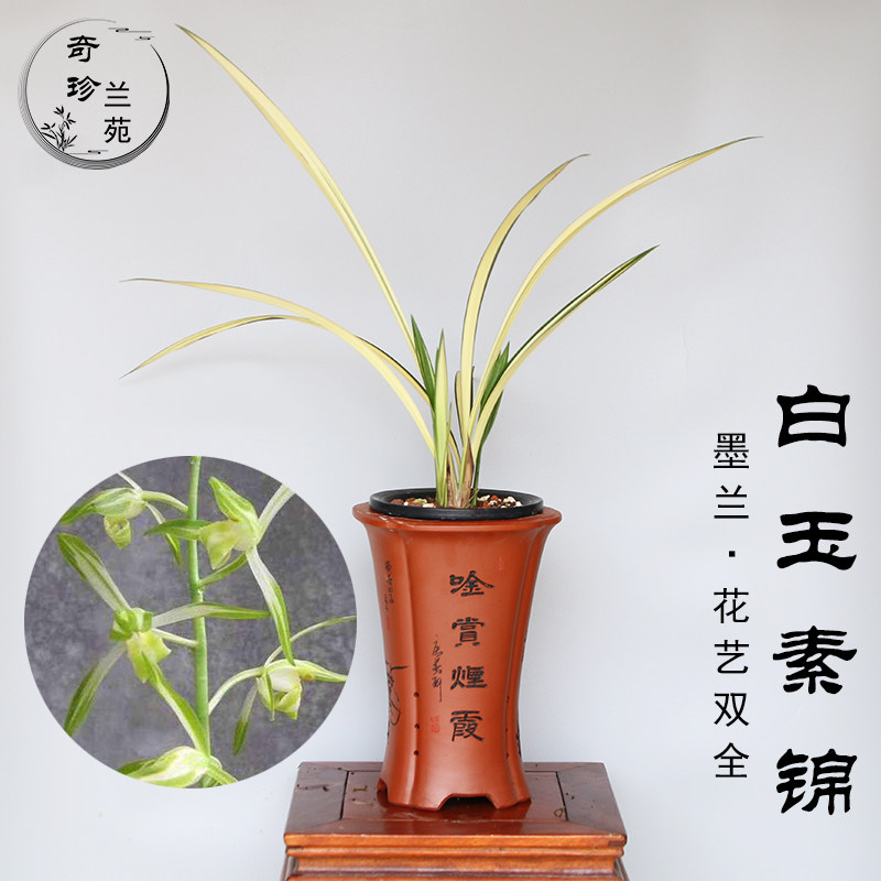 珍品墨兰白玉素锦兰花苗浓香型中透艺高档花卉植物盆栽