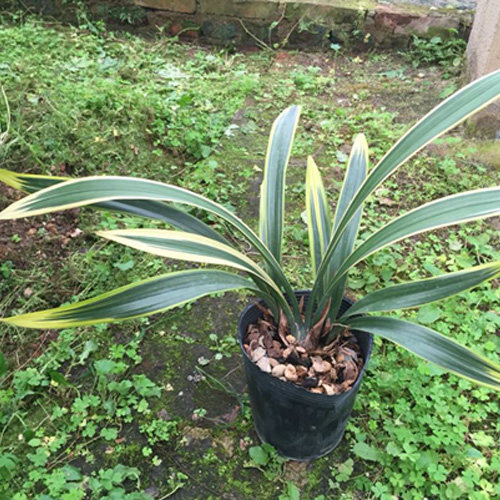 墨兰客厅盆栽植物花卉苗清仓价