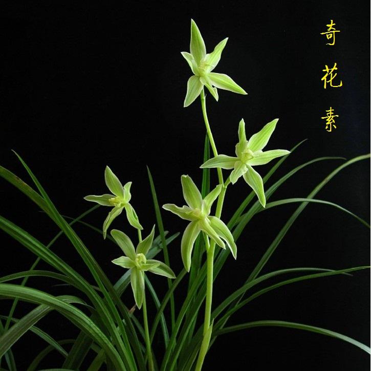 包邮 兰花苗客厅花卉阳台绿植盆栽浓香老种兰花莲瓣兰【奇花素】