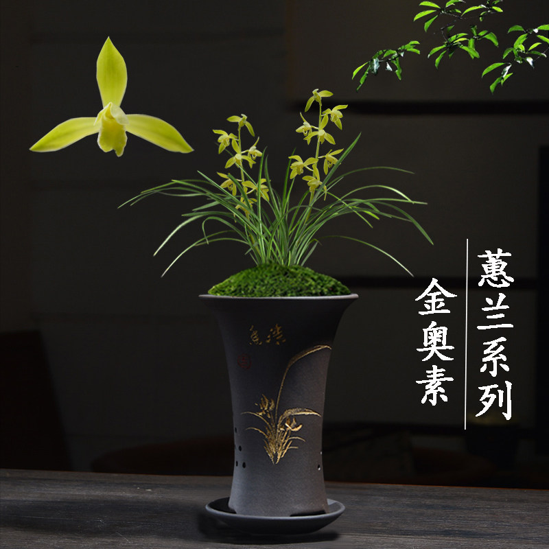 兰花苗无花苞盆栽植物室内名贵蕙兰金奥素客厅好养极品花卉绿植