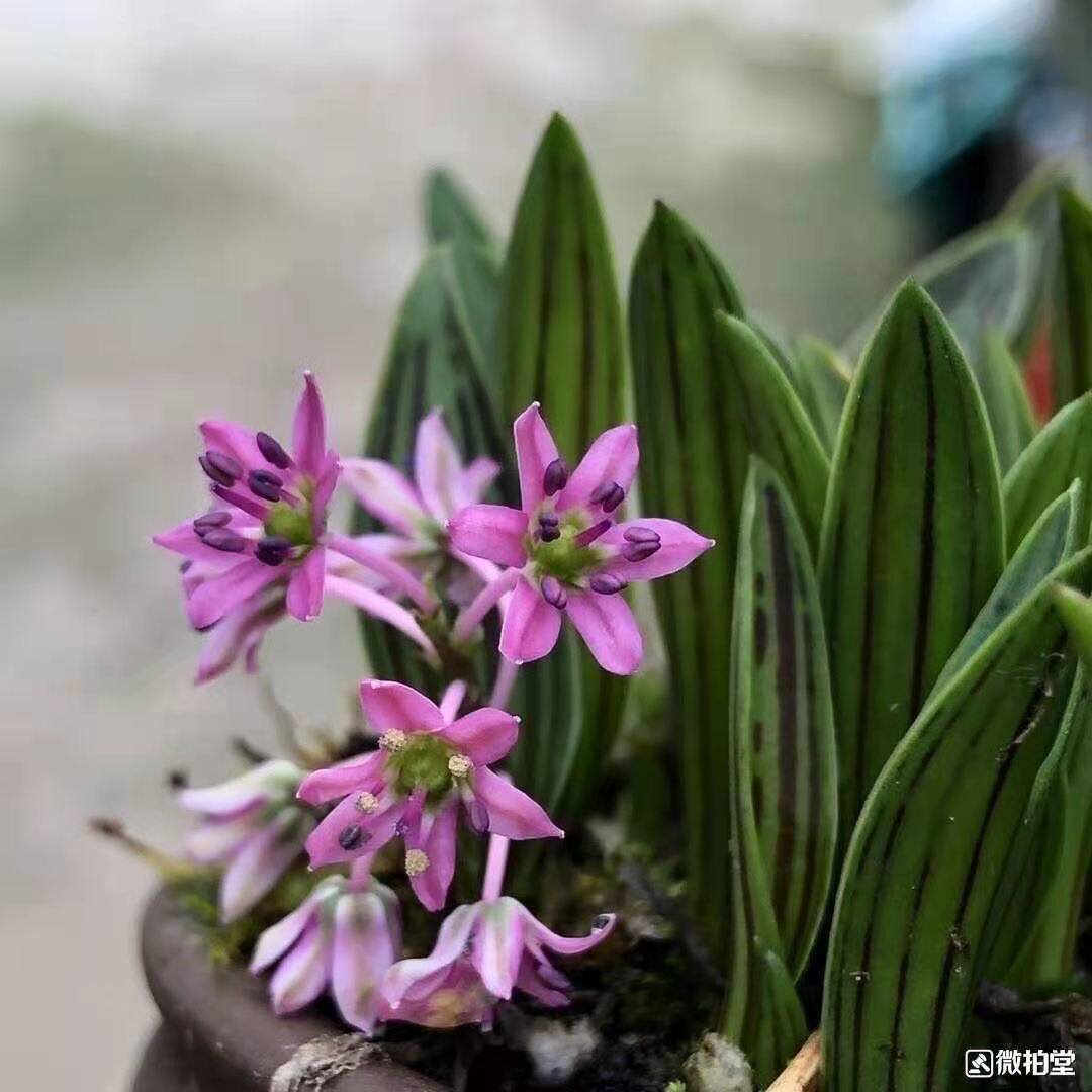 日本进口山野草缟麦穗绿植室内花卉草本盆栽观花植物原盆发货