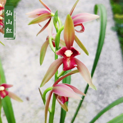 仙山红建兰兰花 浓香四季兰传统高档名品室内盆栽植物八大名品