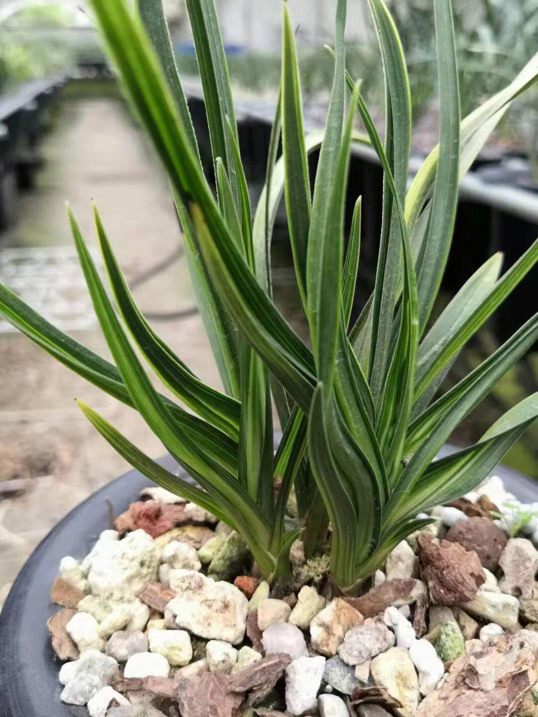 精品兰花春剑鳞生体水晶龙奇叶室内绿植花卉浓香兰花苗盆栽观叶