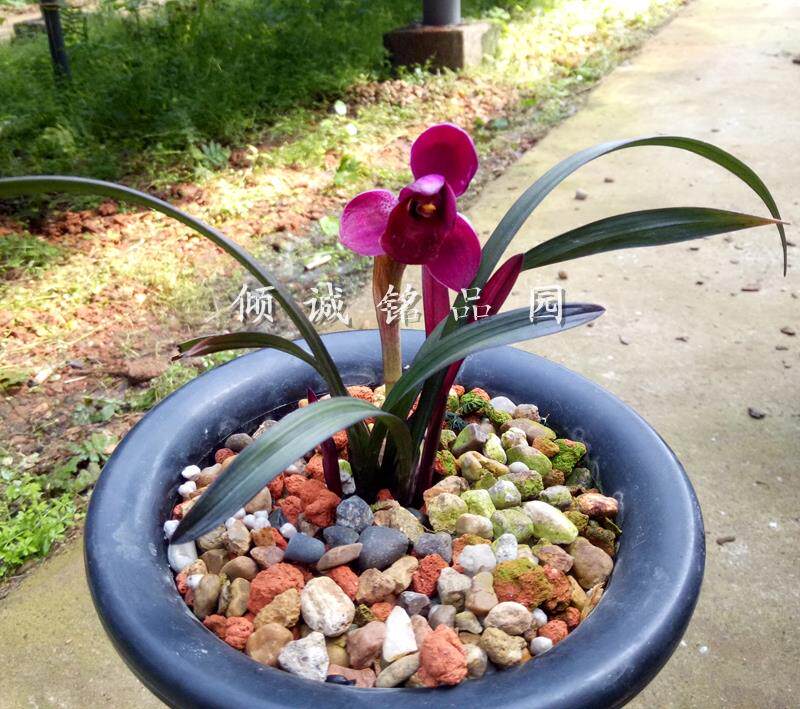 花期带花苞兰花苗 春兰矮种 花卉盆栽  红草天红