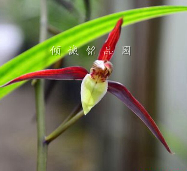 兰花 细叶寒兰色花  黄舌红花 150/苗