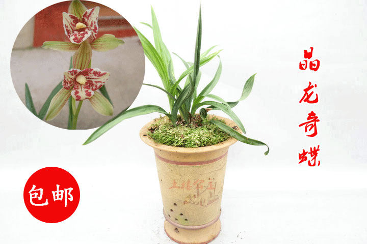 清仓价兰花四季兰精品矮种水晶蝶花晶龙奇蝶品质好产地直销