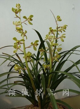 兰花 蕙兰铭品老种 （老染字）100/苗