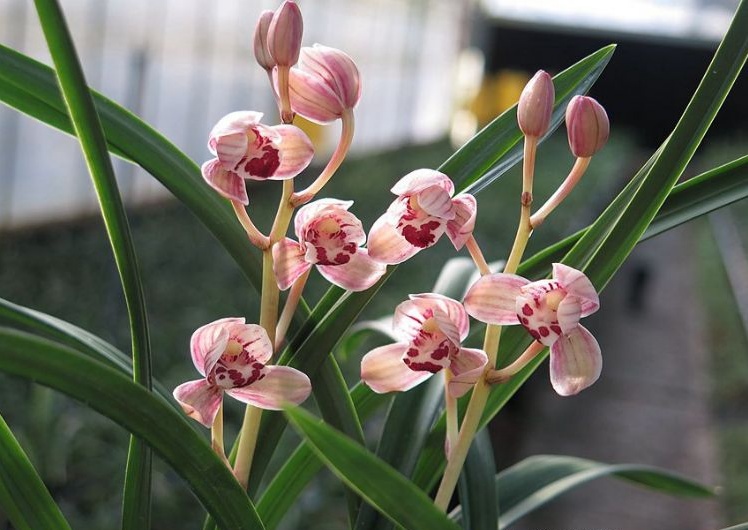 四季兰名品兰花苗盆栽  建兰【红月】浓香室内绿植花卉盆景