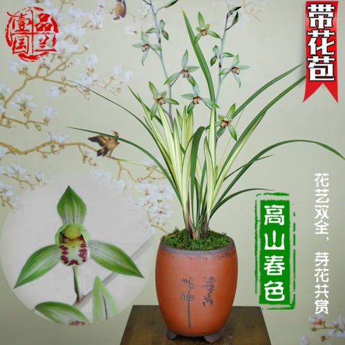 名贵带花苞浓香型高档植物建兰