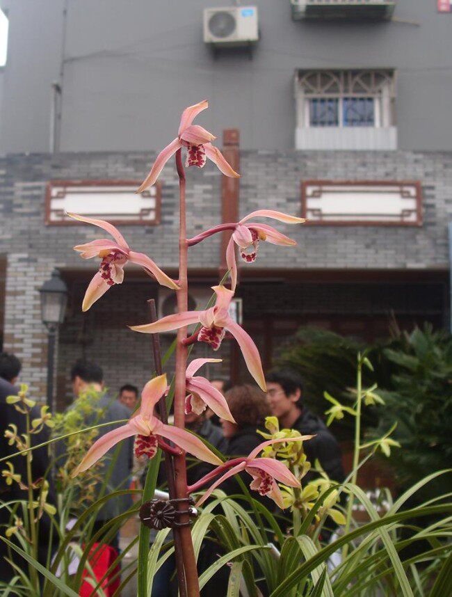 清仓价自然老种兰花苗 蕙兰【醉霞】阳台花卉绿植园艺盆景
