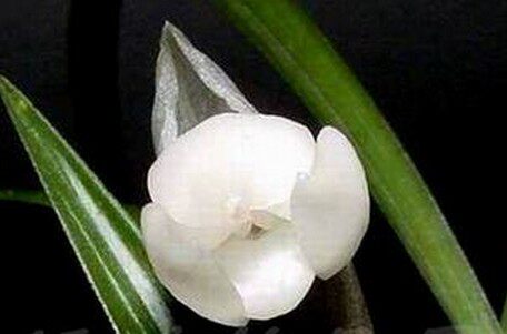 江浙 兰花 春兰 晶莹剔透 白玉荷 稀有品种 假一赔十
