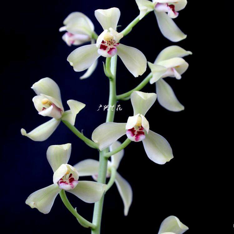 兰花秋榜白墨 茶城榜荷 浓香色花荷瓣桌面办公室盆栽绿植花卉广兴