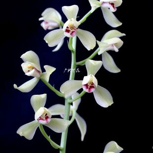 兰花秋榜白墨 茶城榜荷 浓香色花荷瓣桌面办公室盆栽绿植花卉广兴