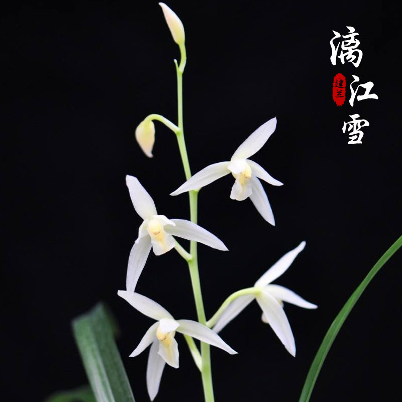 名贵兰花苗 漓江雪 建兰四季兰雪白花庭院客厅绿色植物浓香型花卉