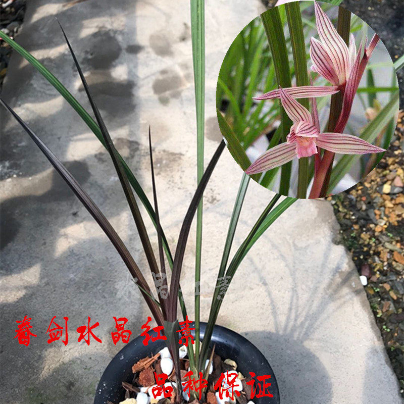 春剑水晶红素 兰花铭品 春兰 兰花苗 室内 绿植 盆栽 特价包邮。